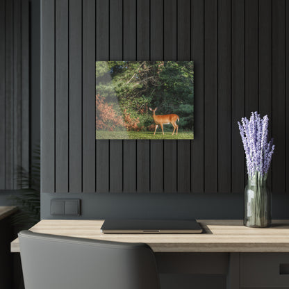 U R There Photography Mitchell Road Doe Rustic Farmhouse Acrylic Wall Print