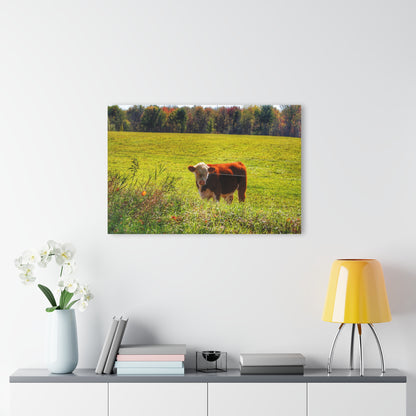 Barn Boutique Modern Farmhouse Acrylic Wall Print| Curry Road Cow