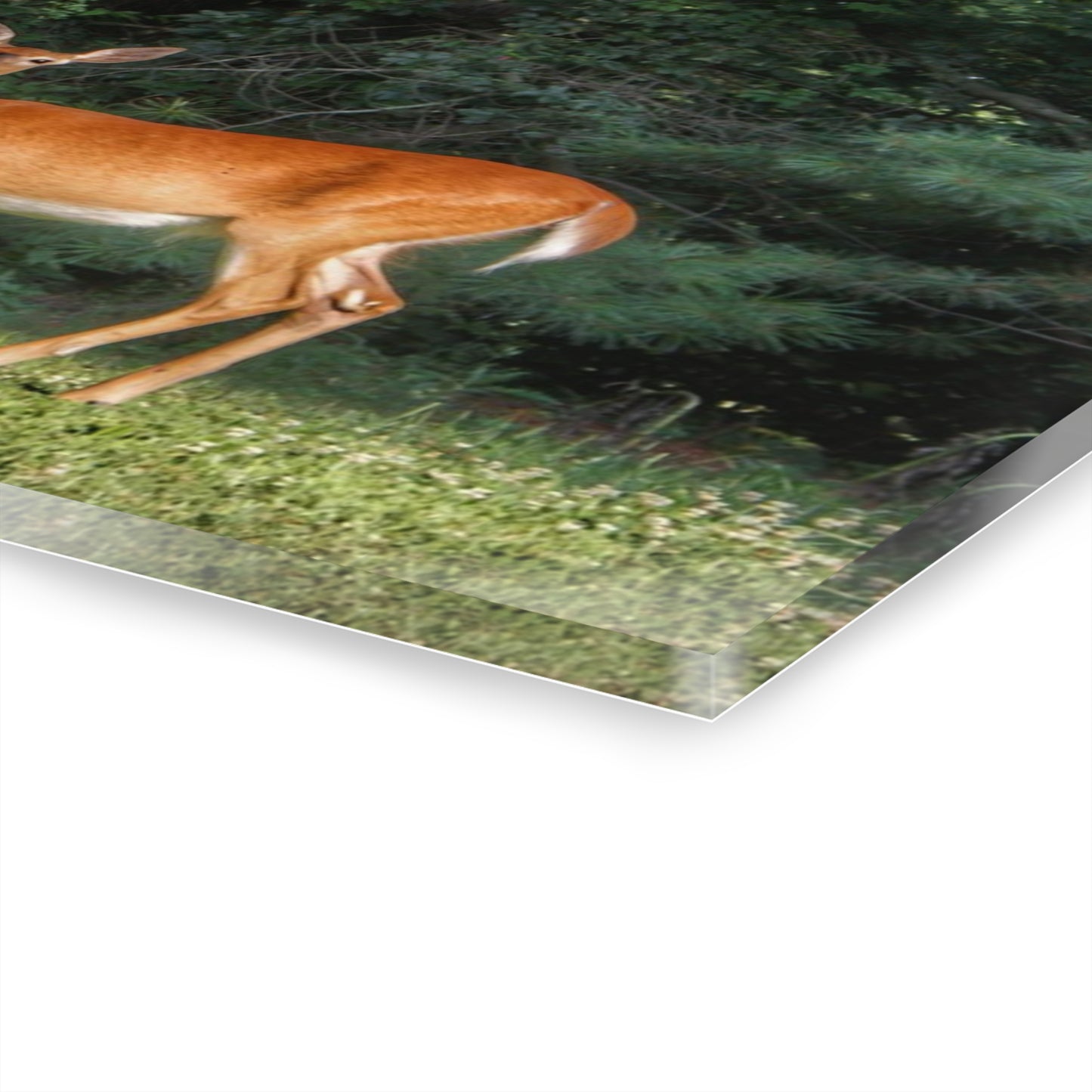 U R There Photography Mitchell Road Doe Rustic Farmhouse Acrylic Wall Print