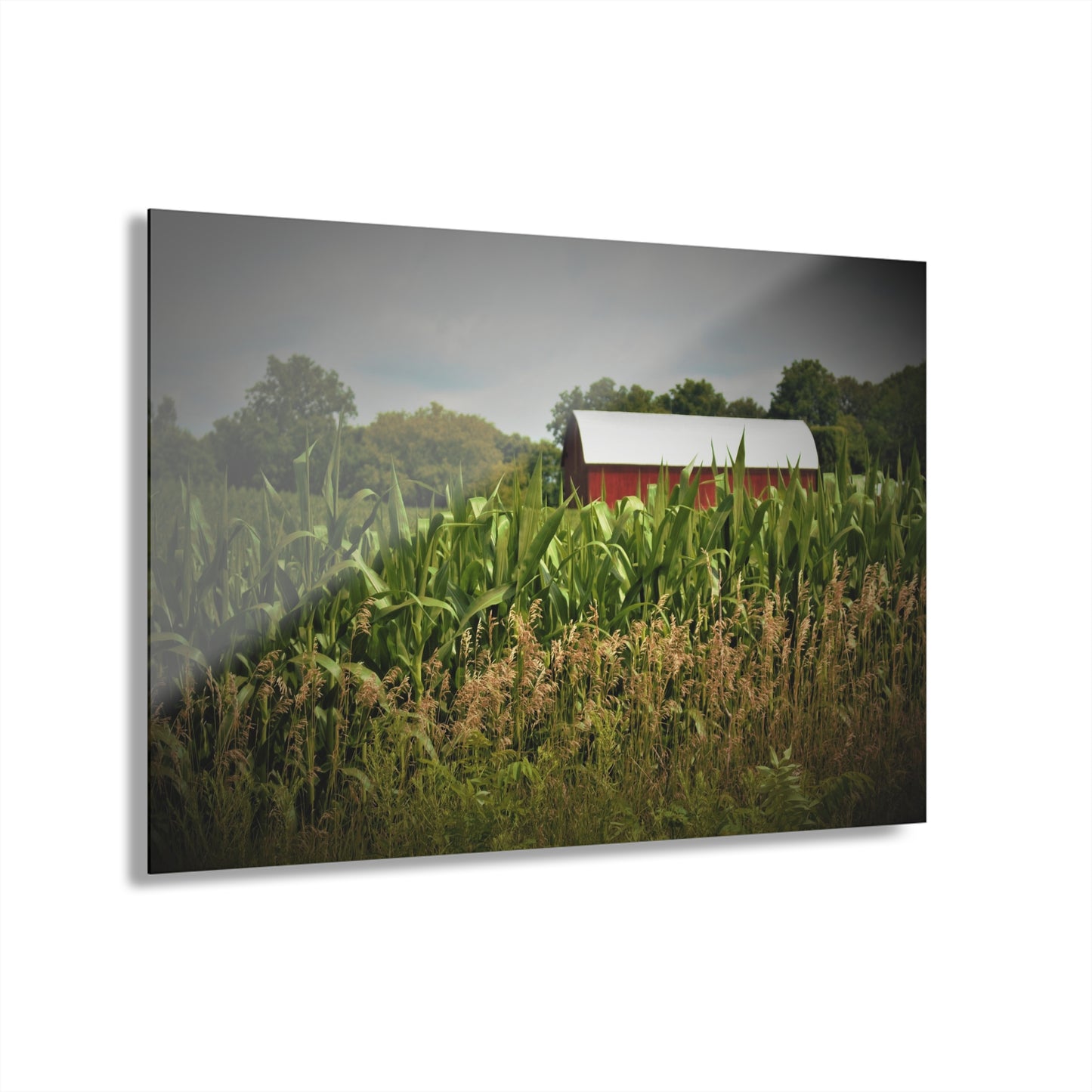 U R There Photography July Corn Rustic Farmhouse Acrylic Wall Print