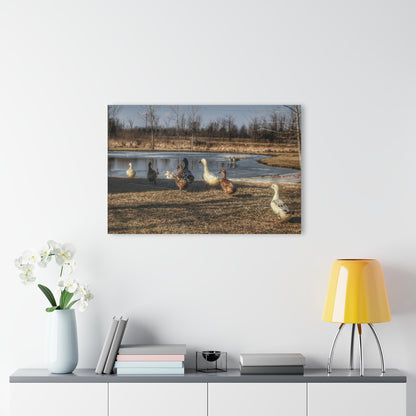 Barn Boutique Modern Farmhouse Acrylic Wall Print| Ducks of Wheeling Road I