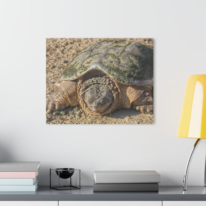 U R There Photography Fargo Road Turtle Rustic Farmhouse Acrylic Wall Print