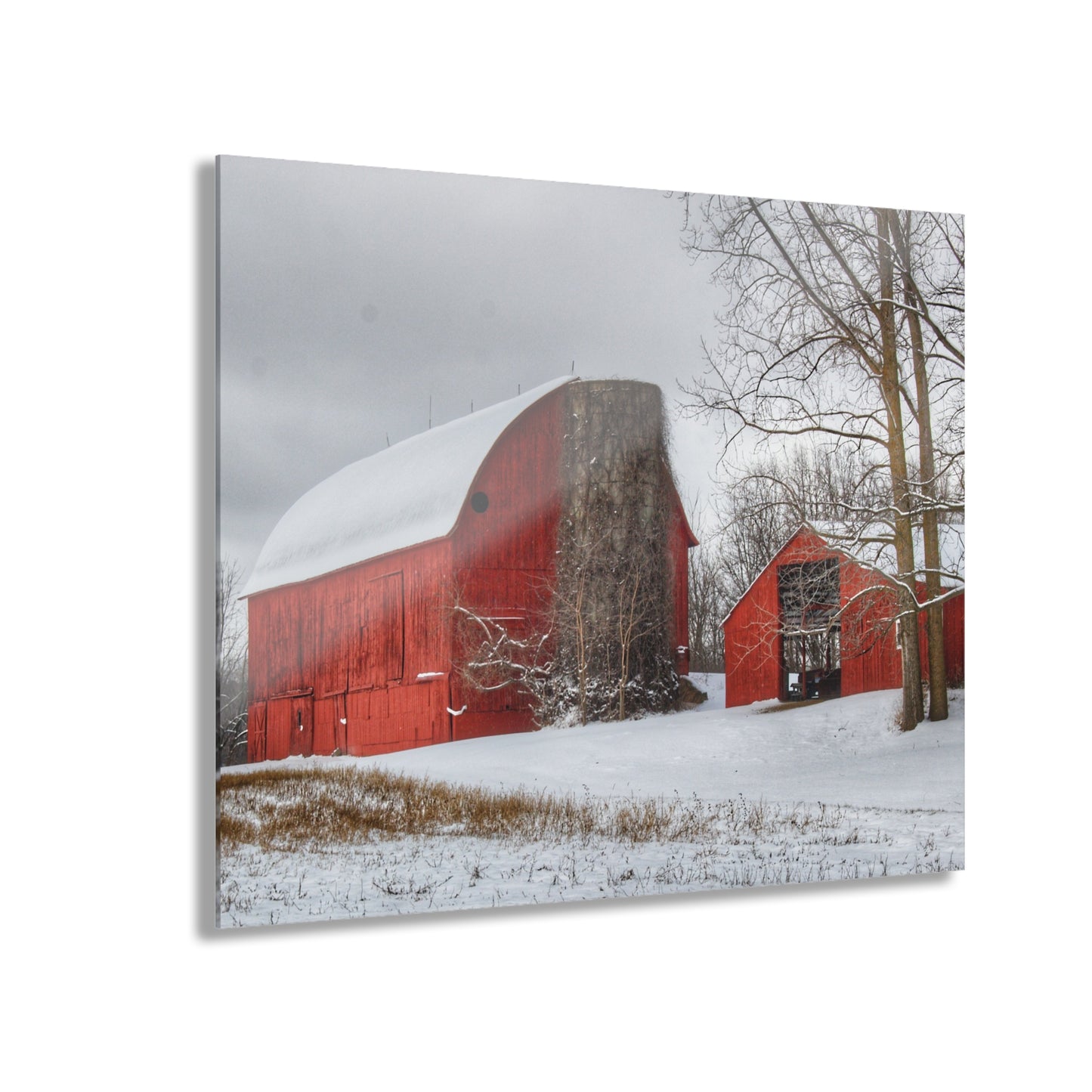 U R There Photography Catlin Reds in Winter I Rustic Farmhouse Acrylic Wall Print