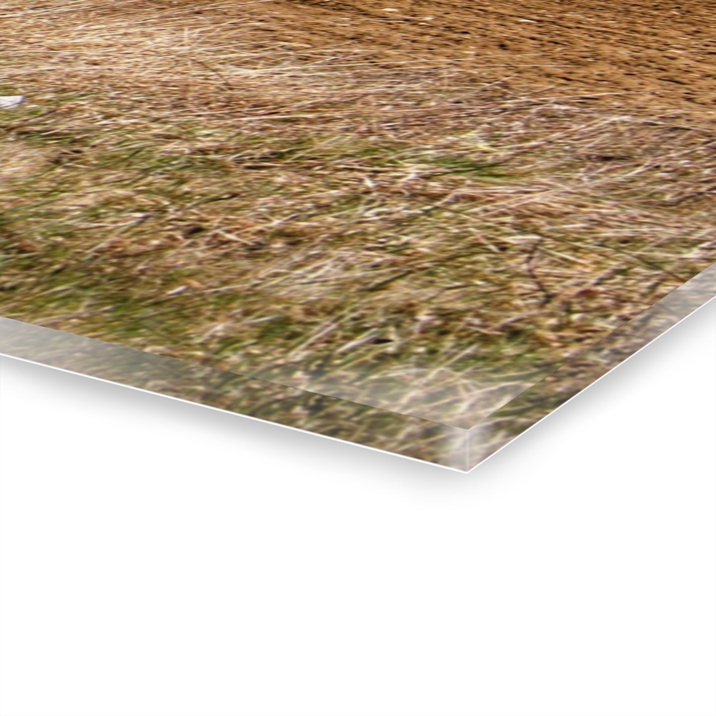 U R There Photography M-24 Northern Reds Farm Rustic Farmhouse Acrylic Wall Print