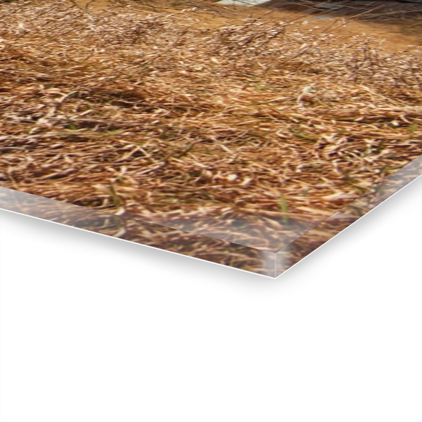 U R There Photography Klam Road Rusted Reds Rustic Farmhouse Acrylic Wall Print