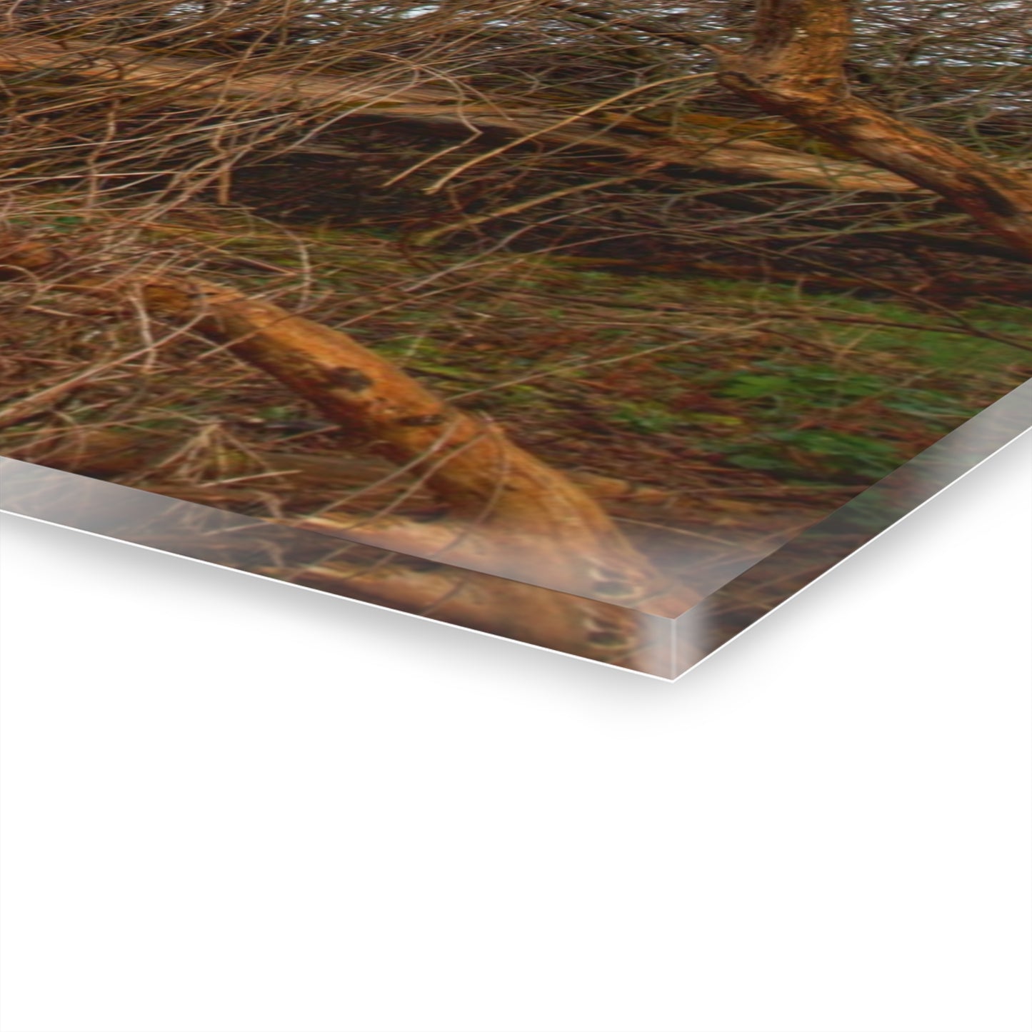 U R There Photography Hidden Silo of Fostoria Rustic Farmhouse Acrylic Wall Print