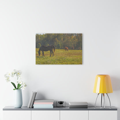 Barn Boutique Modern Farmhouse Acrylic Wall Print| Fargo Road Horses