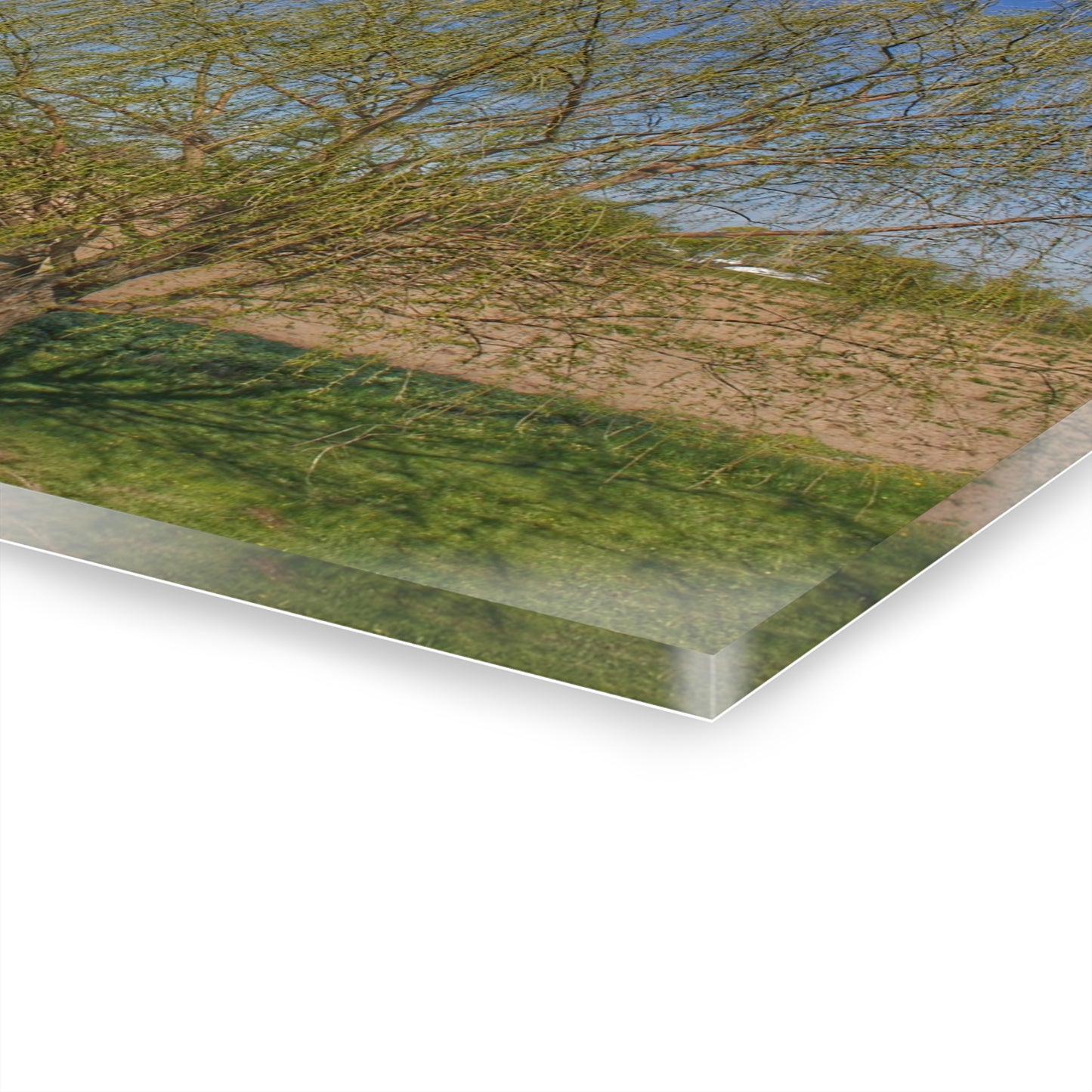 U R There Photography Spring Farm Willow Tree Rustic Farmhouse Acrylic Wall Print