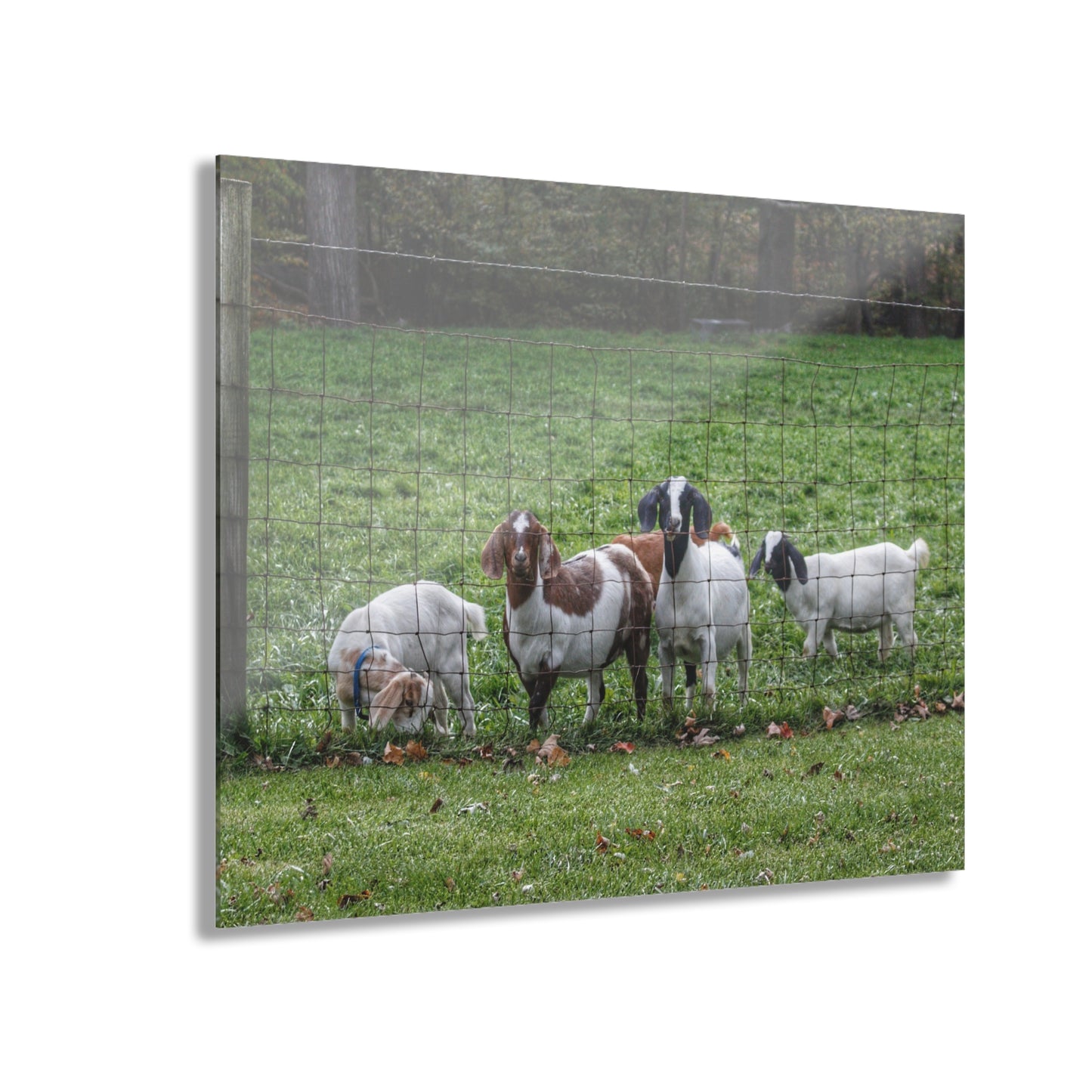 Barn Boutique Modern Farmhouse Acrylic Wall Print| Goats of Ortonville II