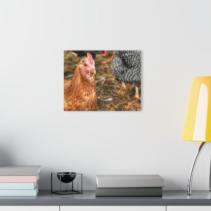 Barn Boutique Modern Farmhouse Acrylic Wall Print| Chicken for Hayley