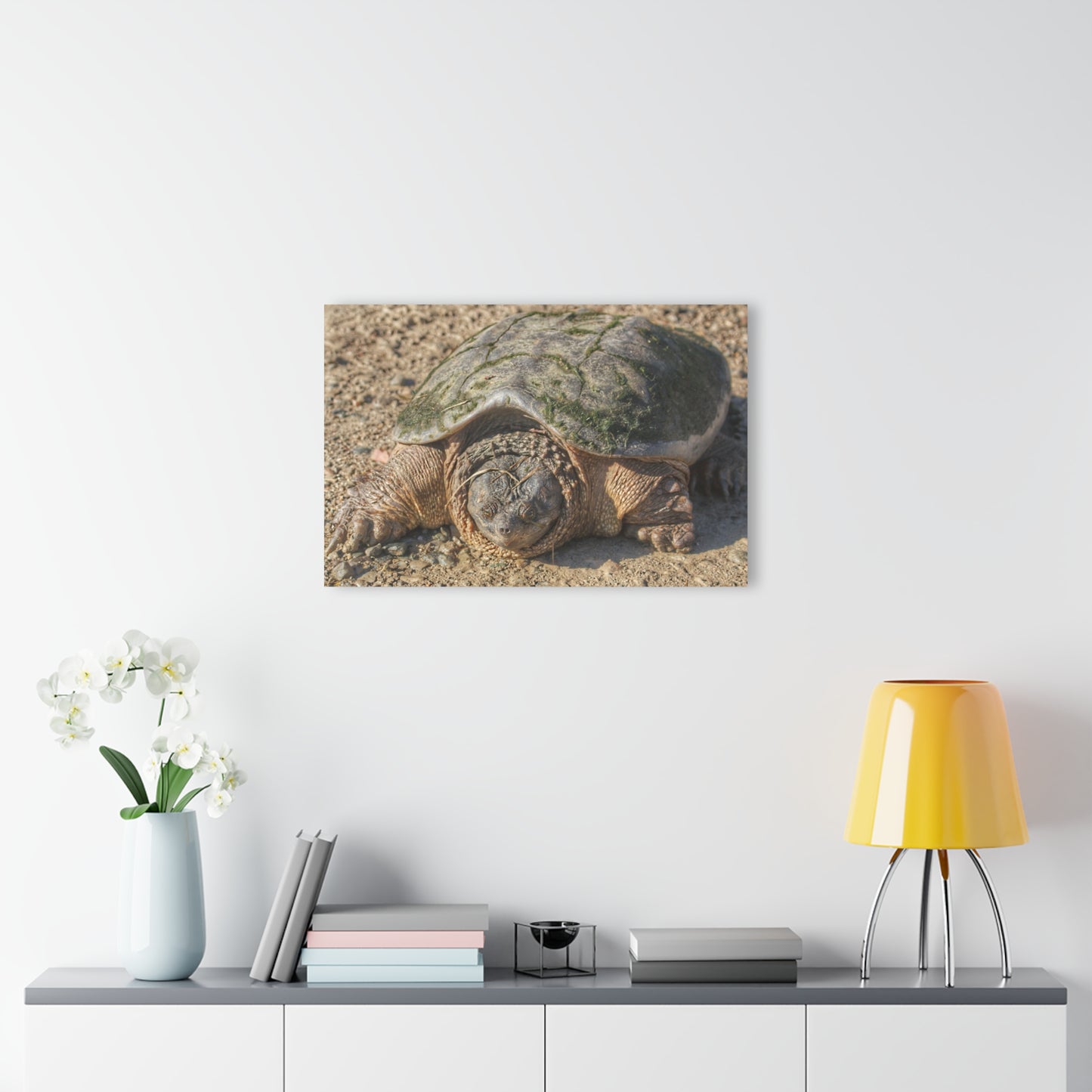 U R There Photography Fargo Road Turtle Rustic Farmhouse Acrylic Wall Print