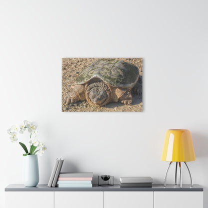 U R There Photography Fargo Road Turtle Rustic Farmhouse Acrylic Wall Print