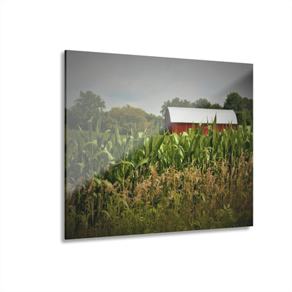 U R There Photography July Corn Rustic Farmhouse Acrylic Wall Print