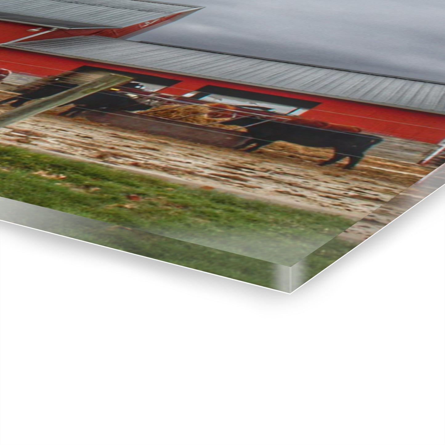 U R There Photography Daley Road Cow Barn Rustic Farmhouse Acrylic Wall Print