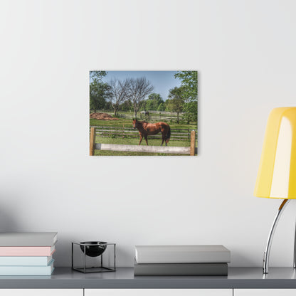 Barn Boutique Modern Farmhouse Acrylic Wall Print| Summer Road Ponies I