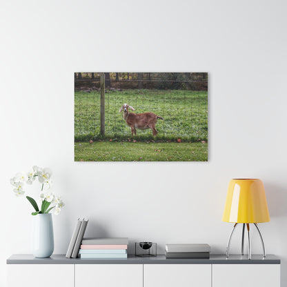 Barn Boutique Modern Farmhouse Acrylic Wall Print| Goats of Ortonville I