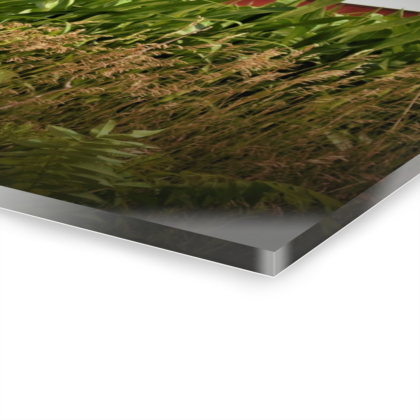 U R There Photography July Corn Rustic Farmhouse Acrylic Wall Print