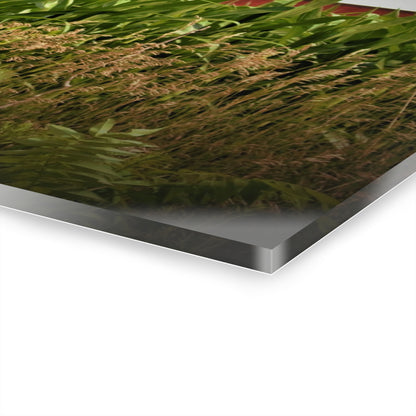 U R There Photography July Corn Rustic Farmhouse Acrylic Wall Print