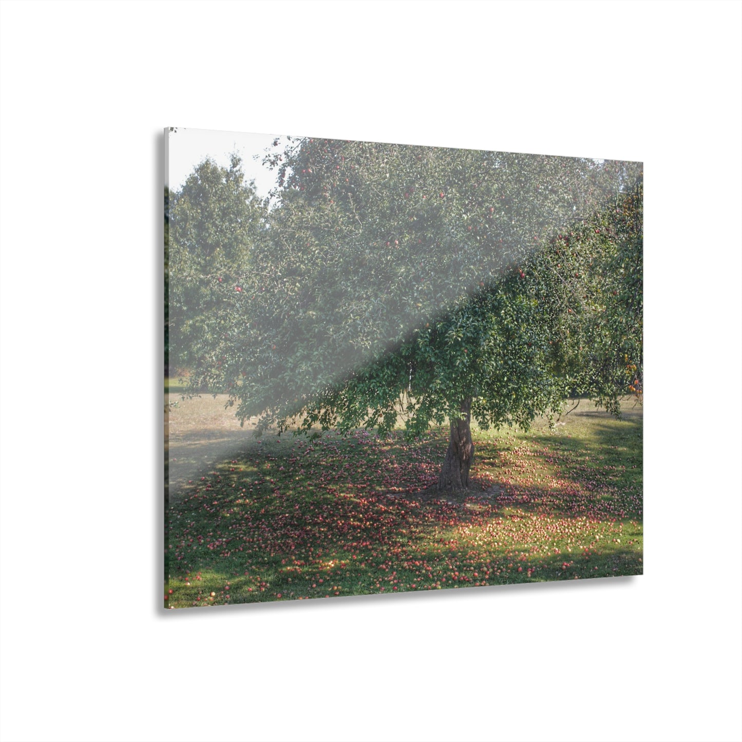 U R There Photography Apple Tree and Apples Rustic Farmhouse Acrylic Wall Print