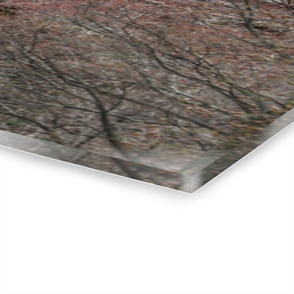 U R There Photography Morris Road Hidden Rustic Farmhouse Acrylic Wall Print