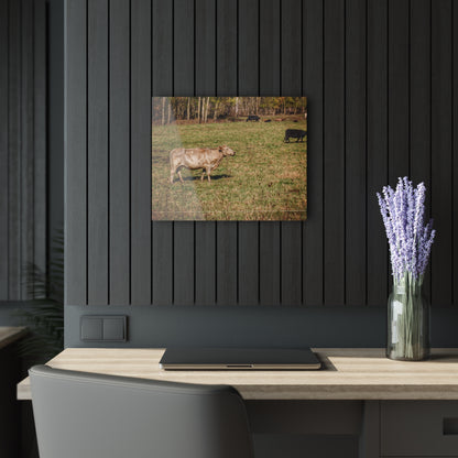 Barn Boutique Modern Farmhouse Acrylic Wall Print| Cass City Road Cows