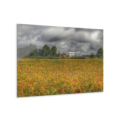 U R There Photography Golden Fields Farm Rustic Farmhouse Acrylic Wall Print