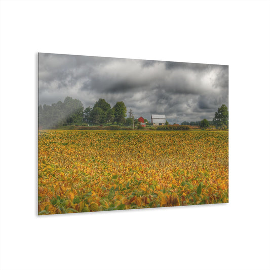U R There Photography Golden Fields Farm Rustic Farmhouse Acrylic Wall Print