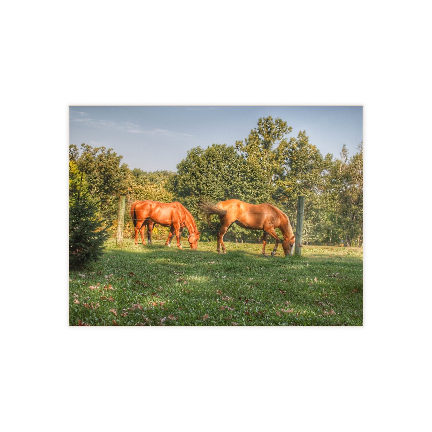 U R There Photography Caramel Horses Rustic Farmhouse Decorative Ceramic Tile