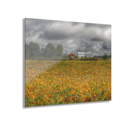 U R There Photography Golden Fields Farm Rustic Farmhouse Acrylic Wall Print