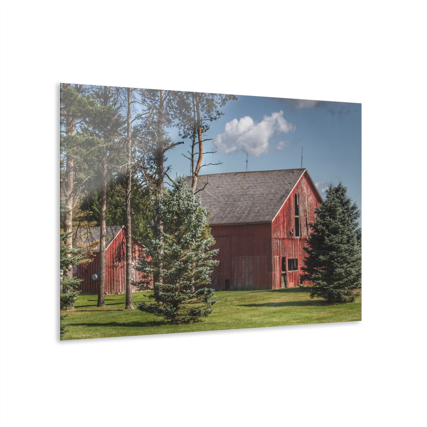 U R There Photography Havens Road Red Among the Pines Rustic Farmhouse Acrylic Wall Print