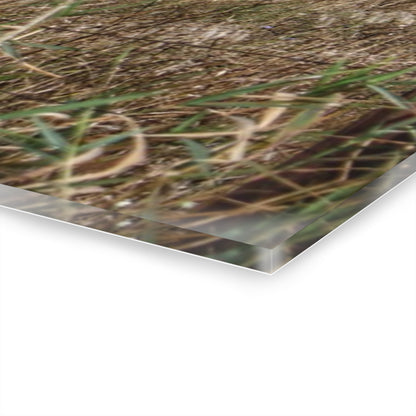 U R There Photography East Frances Road Hidden Grey I Rustic Farmhouse Acrylic Wall Print