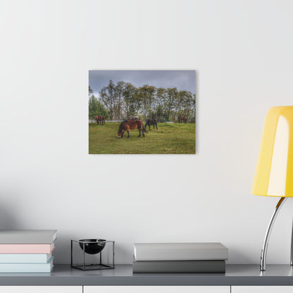 Barn Boutique Modern Farmhouse Acrylic Wall Print| Delano Ponies