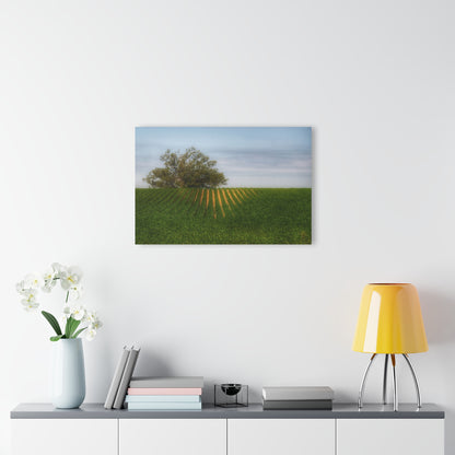 Barn Boutique Modern Farmhouse Acrylic Wall Print| Tree Overlooking Farm Field