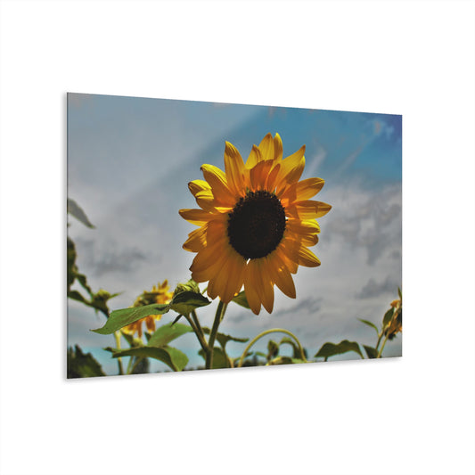 U R There Photography Awakening Sunflower Rustic Farmhouse Acrylic Wall Print