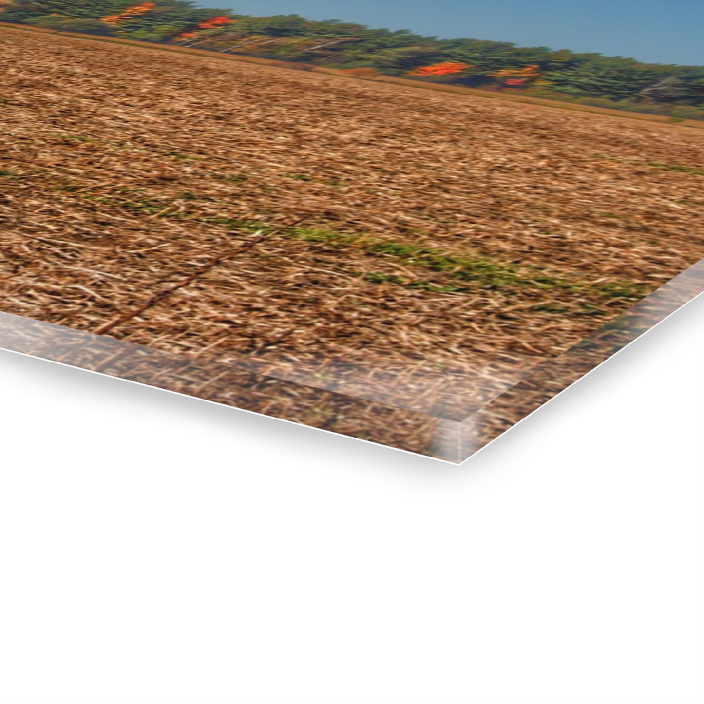 U R There Photography Rowe Road Farm Across the Field Rustic Farmhouse Acrylic Wall Print