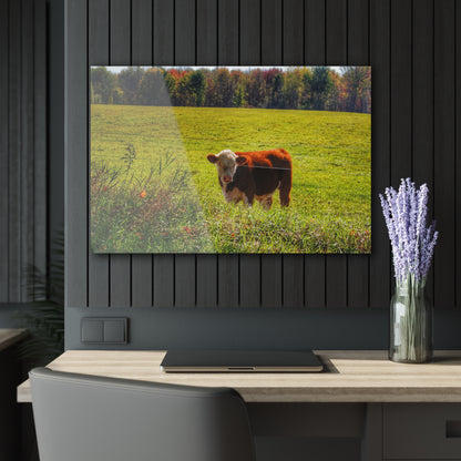 Barn Boutique Modern Farmhouse Acrylic Wall Print| Curry Road Cow