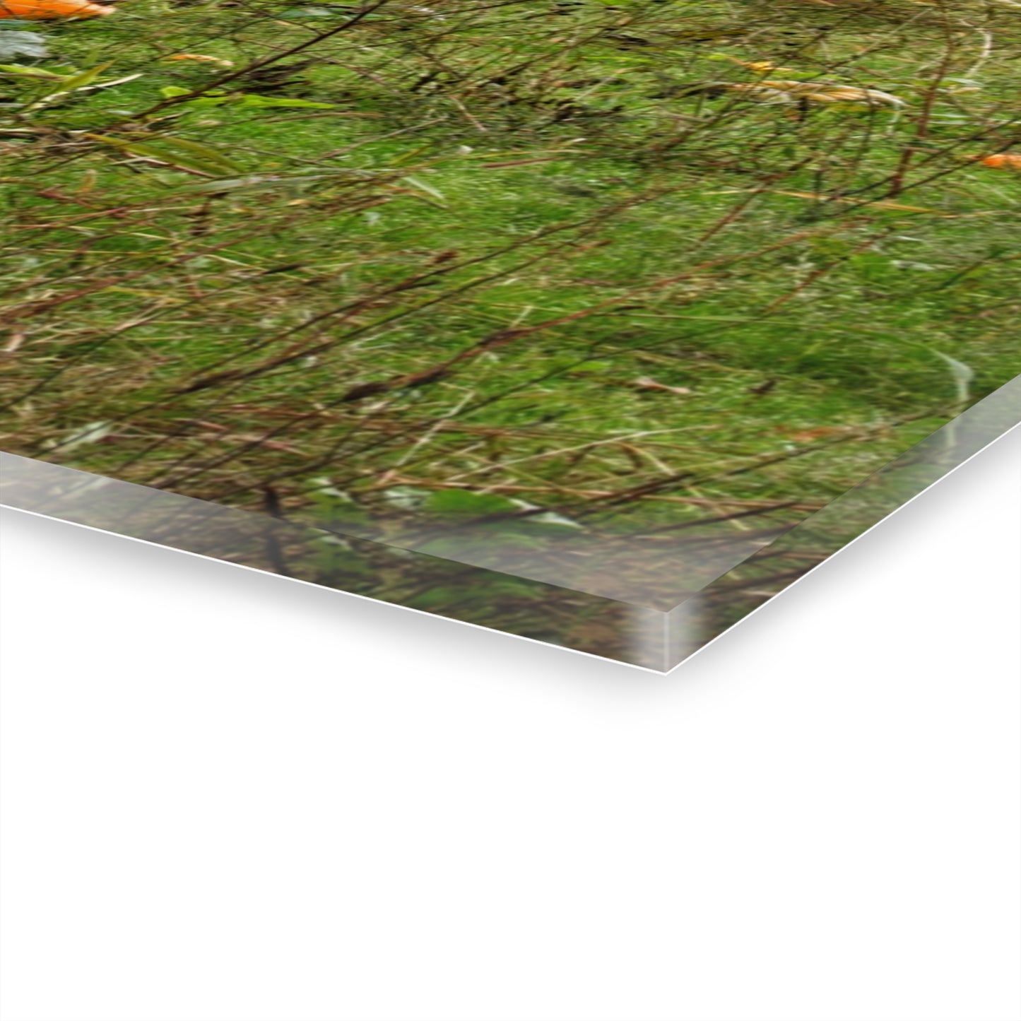 U R There Photography Once Upon a Time in a Pumpkin Patch Rustic Farmhouse Acrylic Wall Print