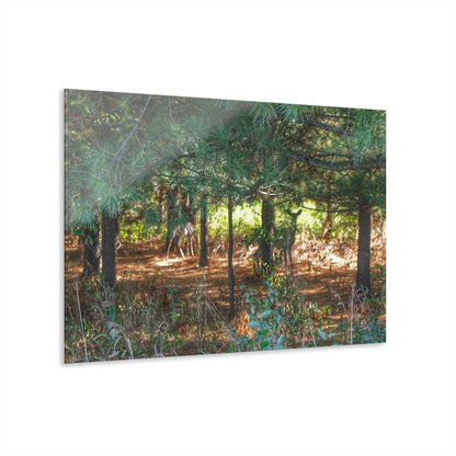 Barn Boutique Modern Farmhouse Acrylic Wall Print| Hidden Deer of Croswell I