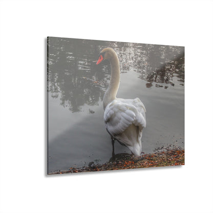 U R There Photography Swans of Duck Lake III Rustic Farmhouse Acrylic Wall Print