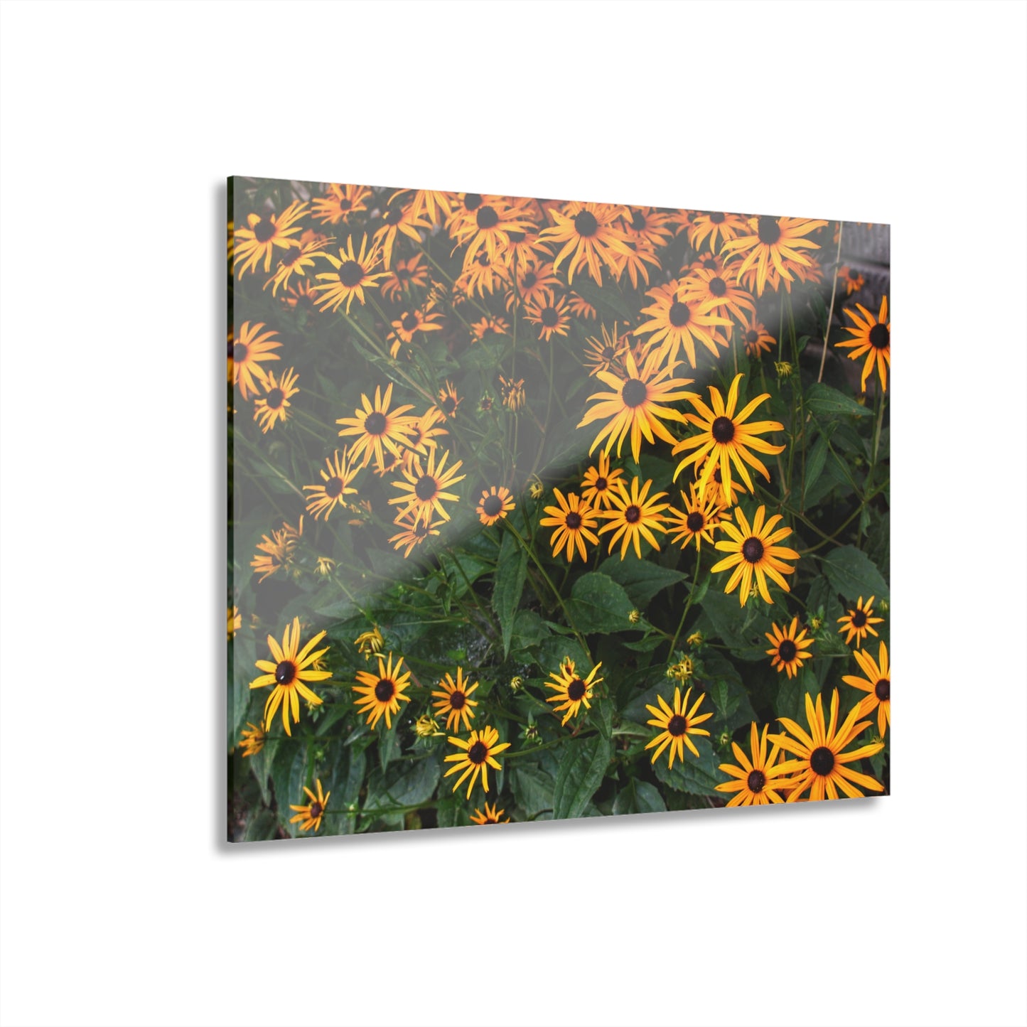 U R There Photography Black-Eyed Susan Rustic Farmhouse Acrylic Wall Print