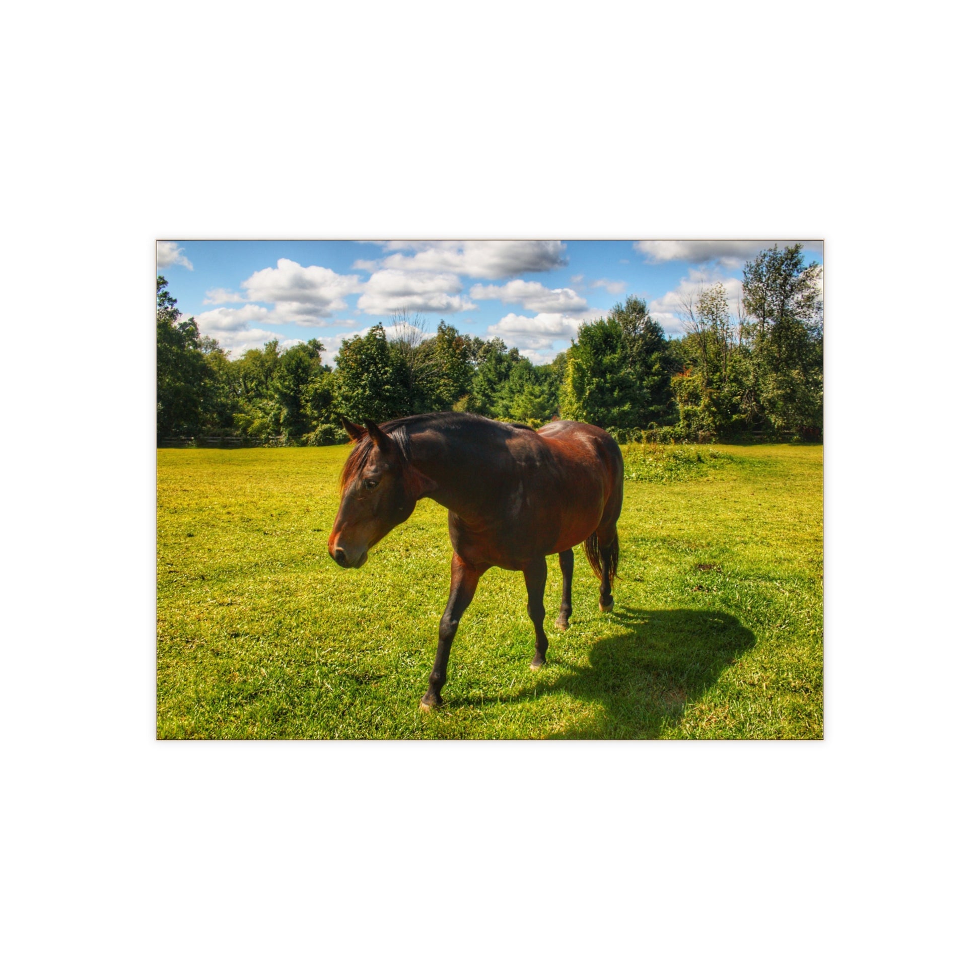 U R There Photography Brown Beauty II Rustic Farmhouse Decorative Ceramic Tile 6" × 8" Glossy