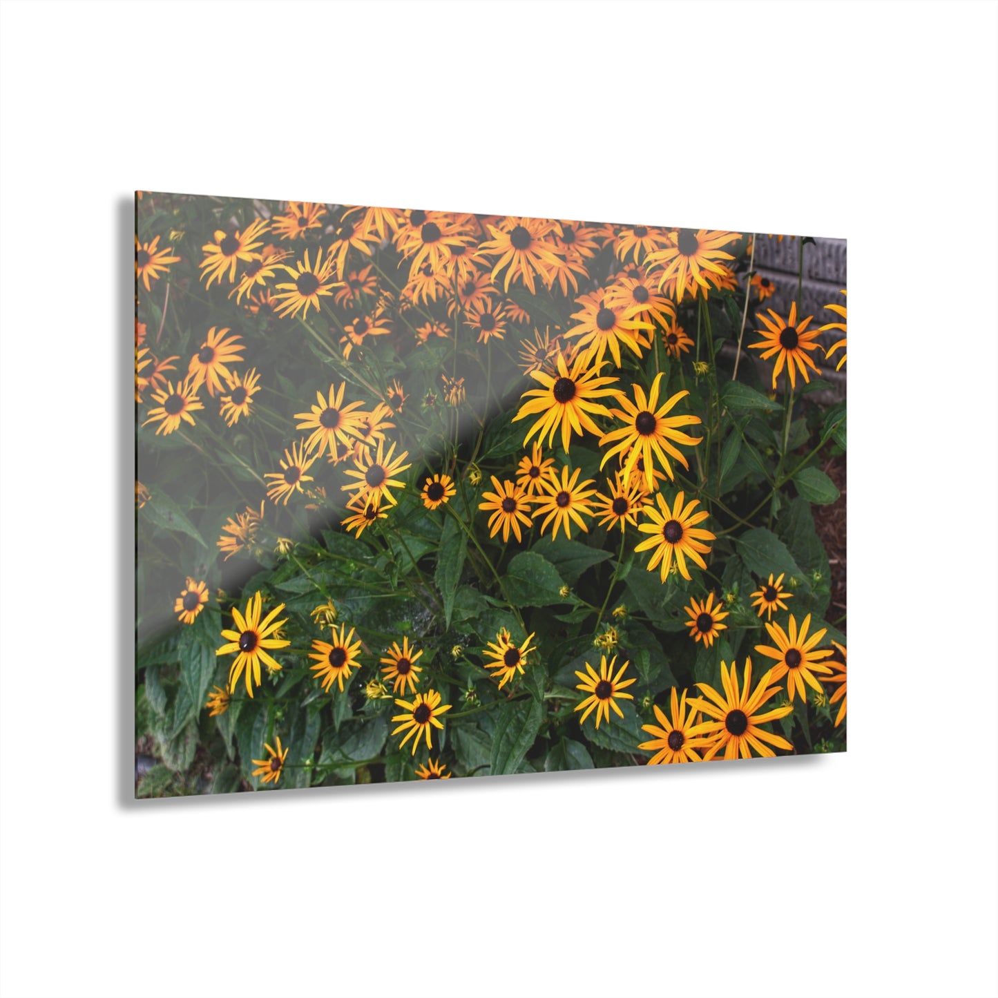 U R There Photography Black-Eyed Susan Rustic Farmhouse Acrylic Wall Print