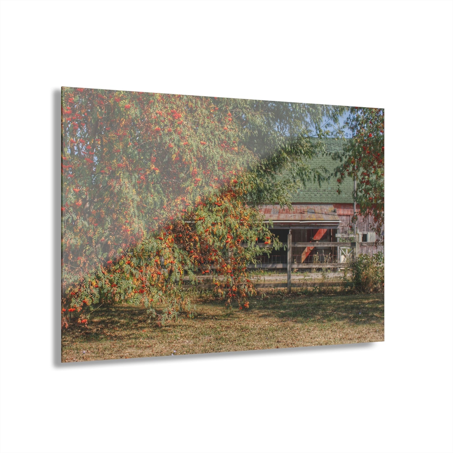 U R There Photography Farrand Road Red Coral by Flowering Tree Rustic Farmhouse Acrylic Wall Print
