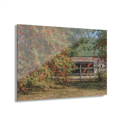 U R There Photography Farrand Road Red Coral by Flowering Tree Rustic Farmhouse Acrylic Wall Print