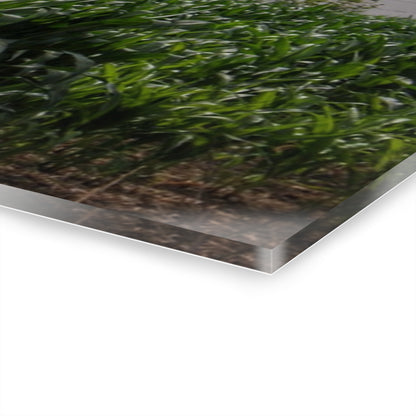 U R There Photography Above the Corn on Piersonville Road III Rustic Farmhouse Acrylic Wall Print