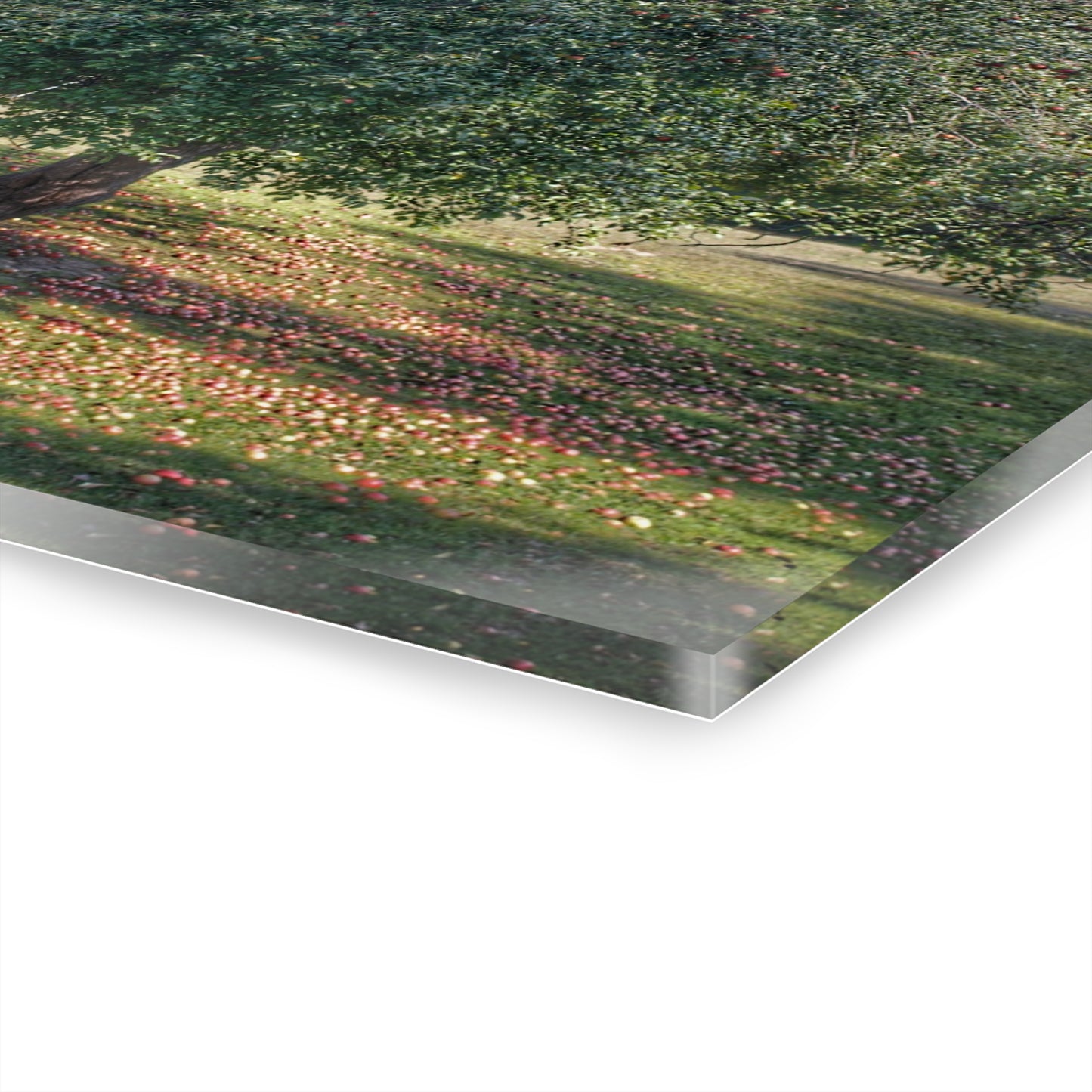 U R There Photography Frankenmuth Apple Tree Rustic Farmhouse Acrylic Wall Print