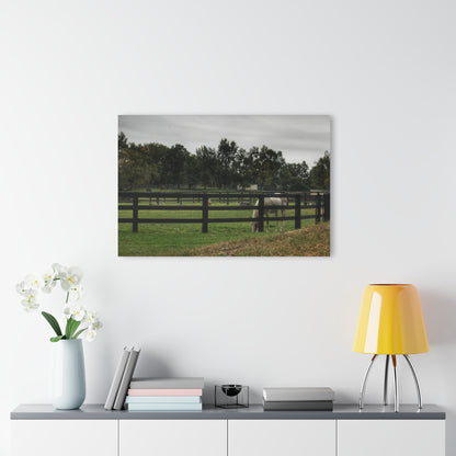 Barn Boutique Modern Farmhouse Acrylic Wall Print| Beyond the Fence White