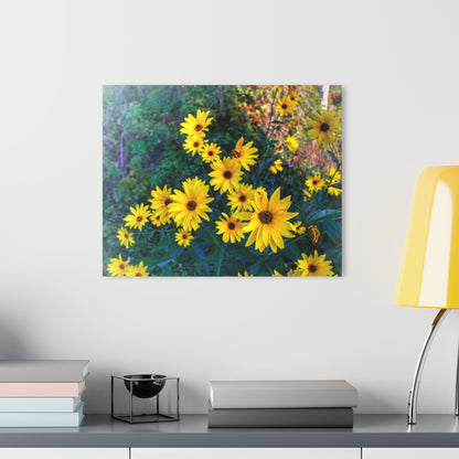 U R There Photography Bursts of Gold Rustic Farmhouse Acrylic Wall Print 14 "x 11"