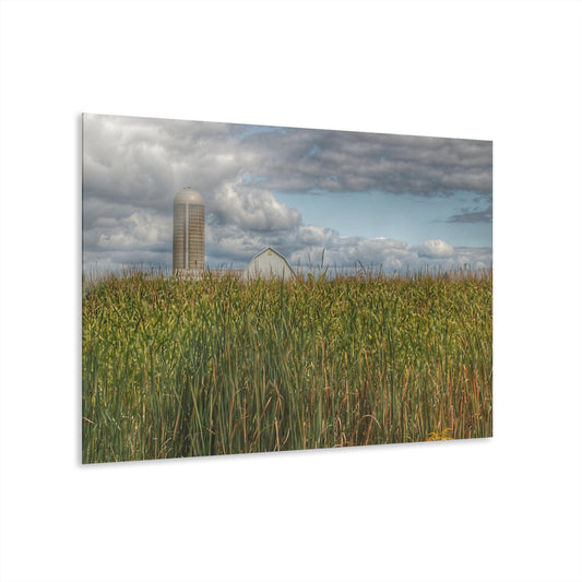 U R There Photography White Barn Overlooking Cornfield Rustic Farmhouse Acrylic Wall Print
