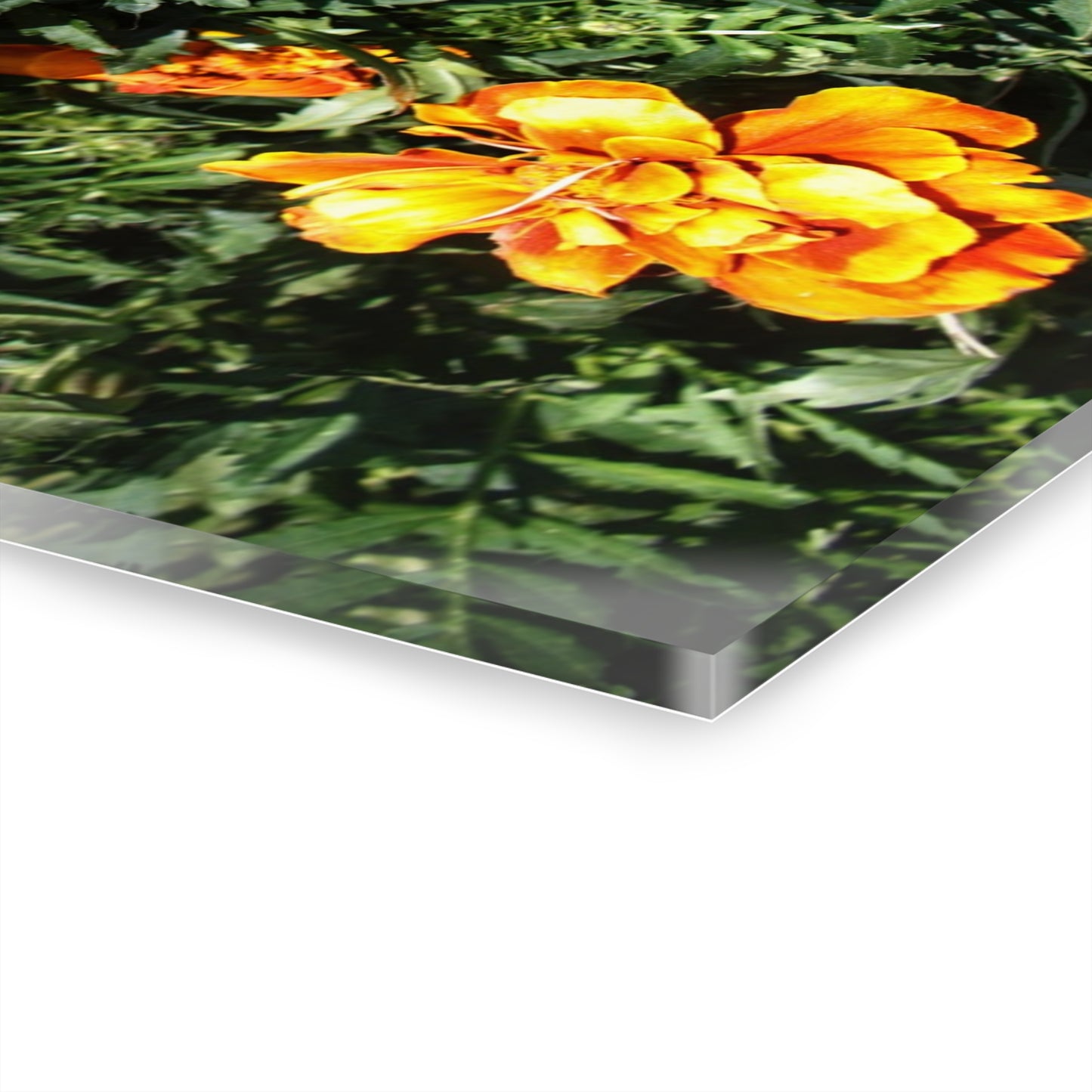 U R There Photography Marigolds Rustic Farmhouse Acrylic Wall Print